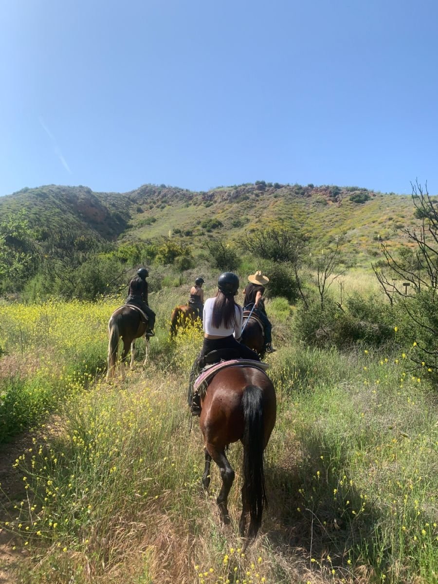 Renta de caballos / paseo